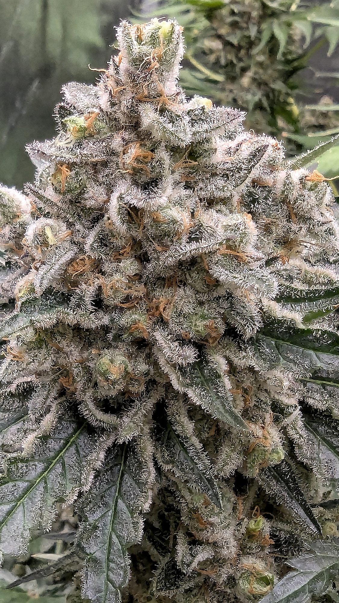 Mature cannabis plant covered in white crystalline trichomes showing dense bud structure at peak ripeness