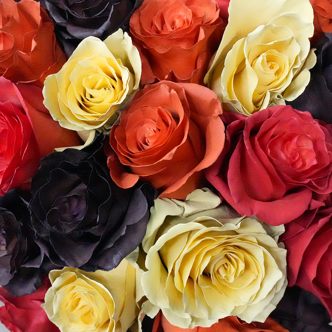Close-up of multicolored roses in red, yellow, orange, pink, and dark purple tones