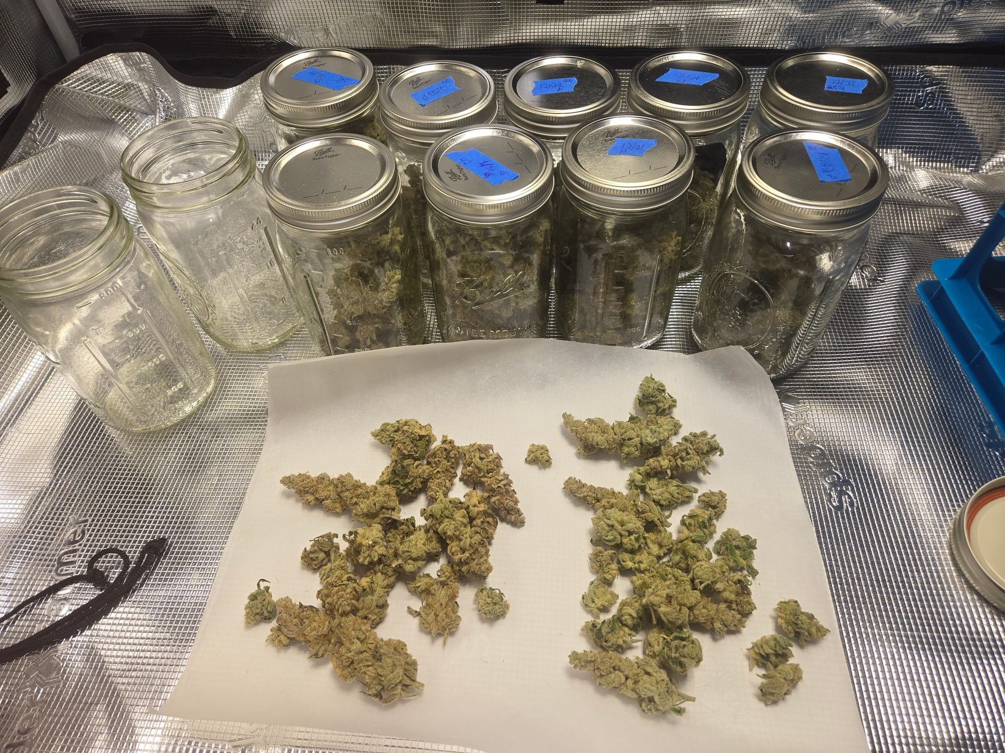 Mason jars with blue labels containing dried cannabis flower and white plate displaying sorted buds on mesh surface