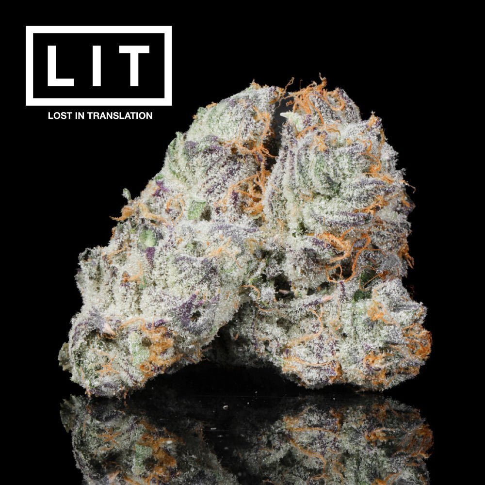 Two connected cannabis flower buds covered in white and amber trichomes with purple undertones