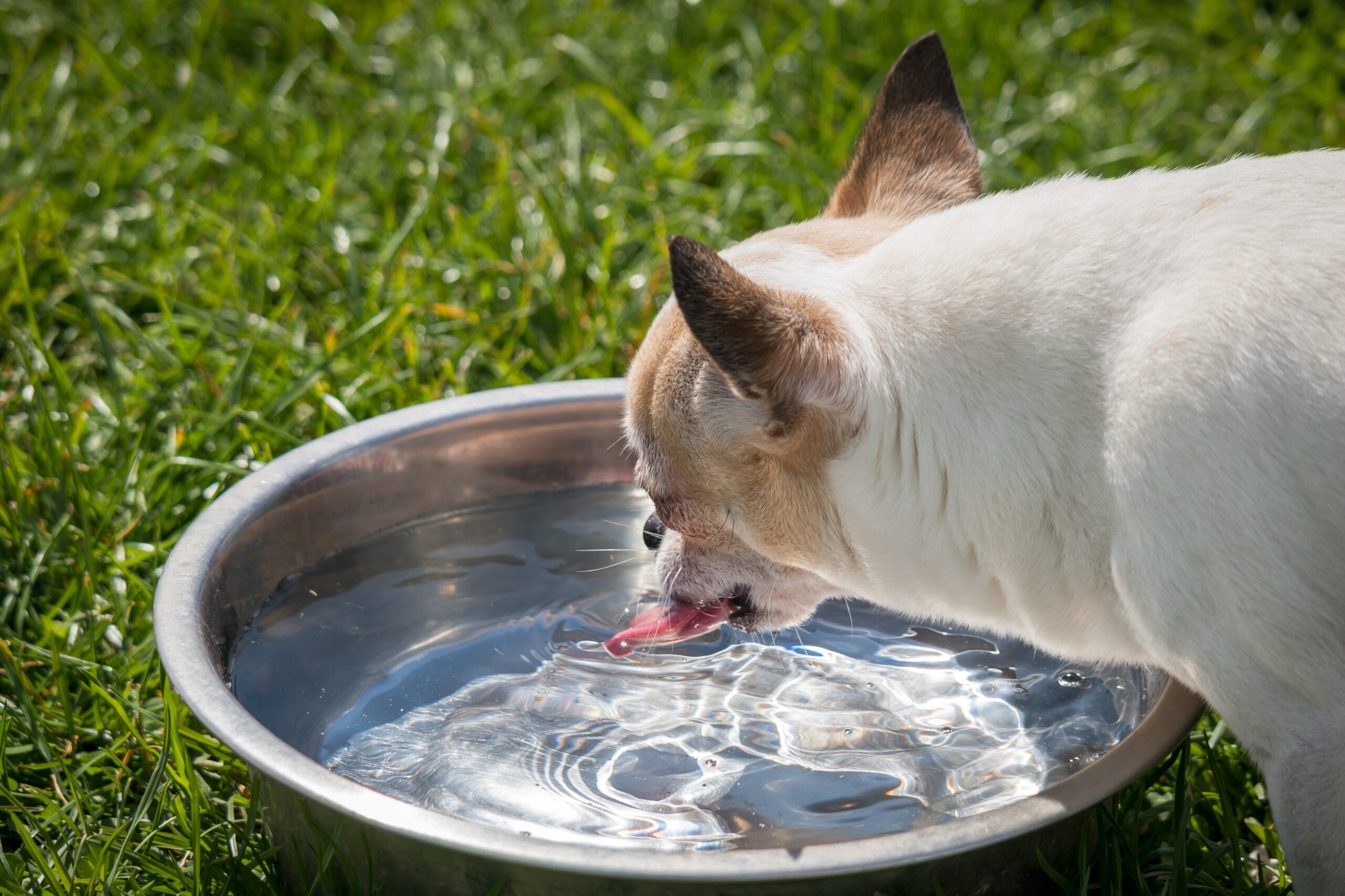 Water intake represents one of the most underestimated aspects of pet health. Proper hydration supports kidney function, aids digestion, regulates body temperature, and maintains overall wellbeing. Yet many pets are inadequately hydrated due to indifferent tap water bowls and inconsistent drinking habits. Petlibro UK addresses this critical health challenge through innovative pet water fountains designed to encourage drinking and provide clean, fresh water throughout the day. Pet hydration becomes particularly critical during warm months, after exercise, or with senior pets whose thirst responses diminish. Petlibro's water fountain technology creates an engaging drinking experience that naturally increases water intake while ensuring water remains fresh, clean, and appropriately cool throughout the day.