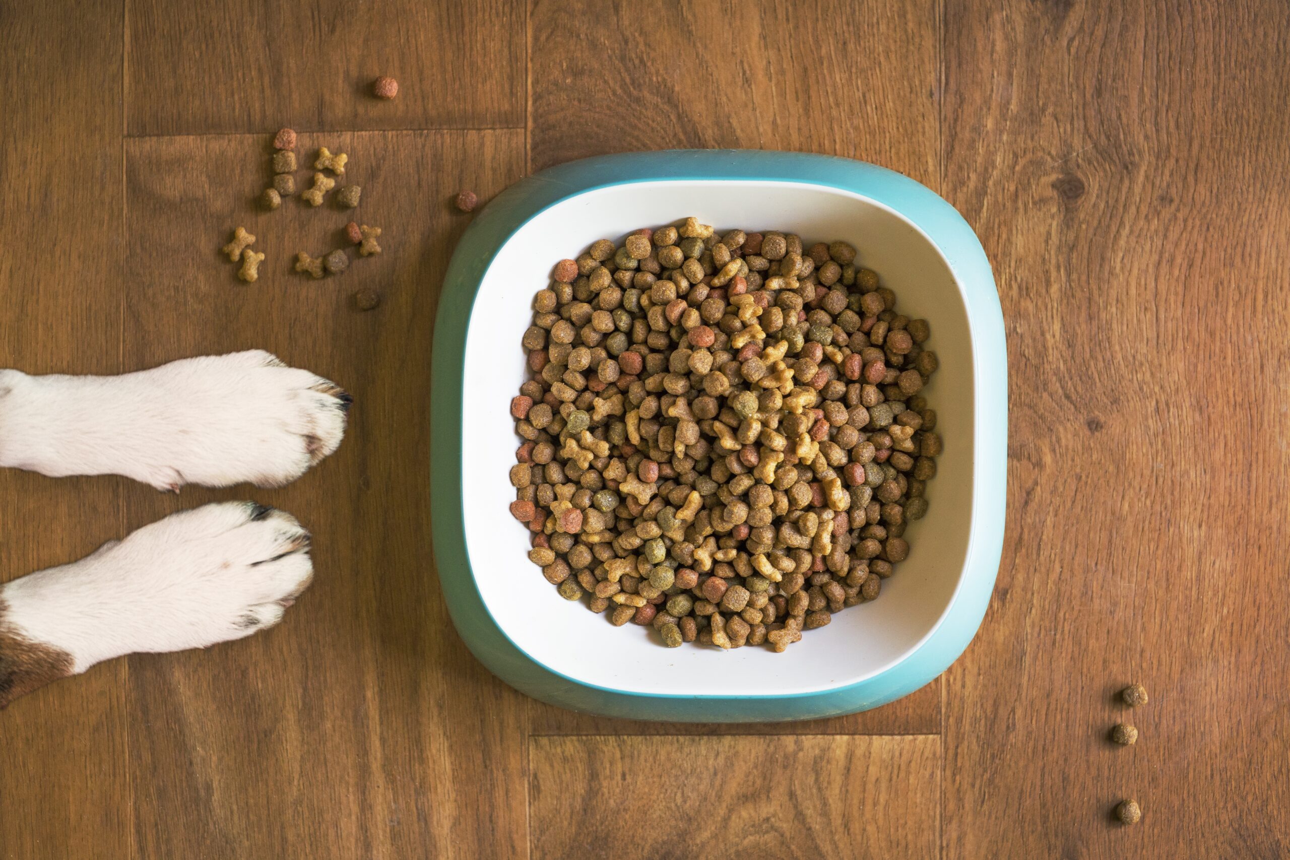 Dog treats are far more than simple rewards, they're powerful tools for building bonds, training your dog and enriching their daily life. When you use high-quality dog treats for training intentionally, you create moments of connection and mental stimulation that go far beyond a quick snack. This is especially true when you choose treats that dogs genuinely love, made from ingredients that support their wellbeing while you're strengthening your relationship. Too many dog owners see treats as optional extras in their dog's life, but research in canine behavior shows that dog treats for training are crucial for positive reinforcement, mental enrichment and deepening the bond between dog and owner. Buddylicious treats are specifically designed to be exciting and motivating, making them ideal for training, play and creating special moments together.