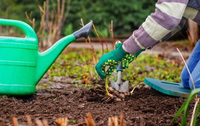 Gardening confidence starts with having the right equipment for every task you encounter. Whether you're a beginner tentatively planting your first flower bed or an experienced gardener managing a complex landscape, confidence matters tremendously. When you have quality tools that work reliably, you approach gardening with trust rather than anxiety. You know your equipment will perform without failure. You know your gardening supplies will deliver expected results and build genuine gardening supplies confidence. This psychological shift transforms the entire gardening experience from stressful to genuinely enjoyable. You're not worried about tool failure or whether your approach is correct, you're focused on creating something beautiful. Premium gardening supplies provide everything experienced gardeners trust because consistent, reliable results build genuine confidence in your abilities. Elixir Garden Supplies